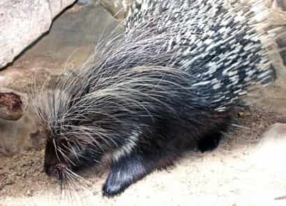 動物図鑑・アフリカタテガミヤマアラシ